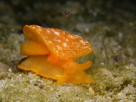 Photo for New nudibranch species in the Mediterranean Sea - Royalty Free Image