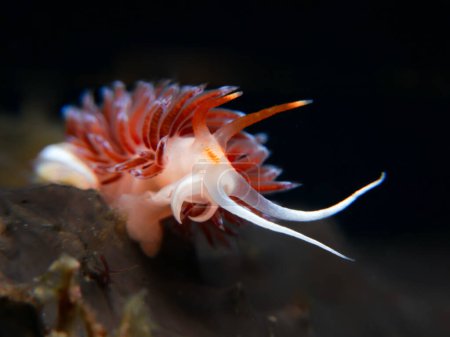 Nudibranch Cratena peregrina de la isla de Chipre