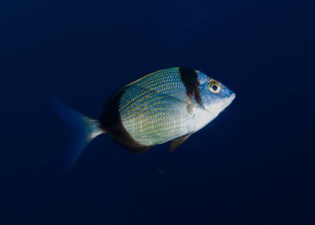 Photo for Sea bream down at 45 metres - Royalty Free Image