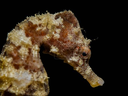 Portrait of a seahorse at night