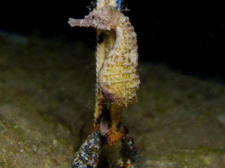 Yellow seahorse from Cyprus