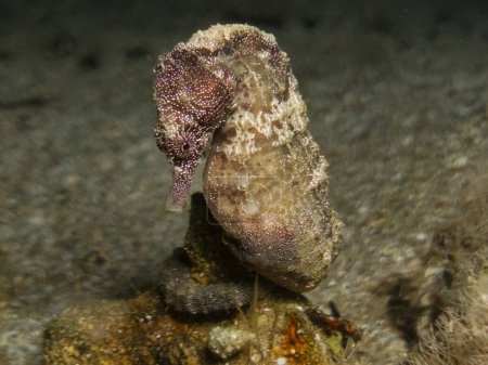 Stolzes Seepferdchen Hippocampus fuscus aus Zypern
