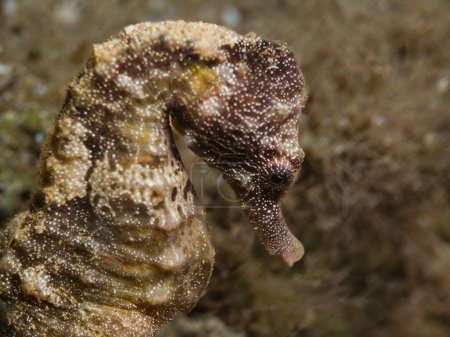 Portrait oa seahorse from the island of Cyprus