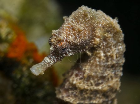 Photo for Portrait oa seahorse from the island of Cyprus - Royalty Free Image