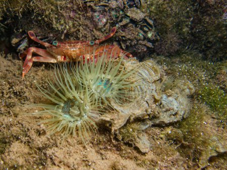 Photo for Orange swimming crab among sea anemones - Royalty Free Image