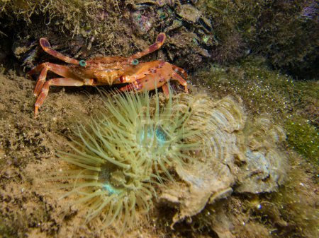 Téléchargez les photos : Crabe orange parmi les anémones de mer - en image libre de droit