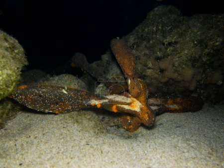Folding grapnel anchor stuck underwater