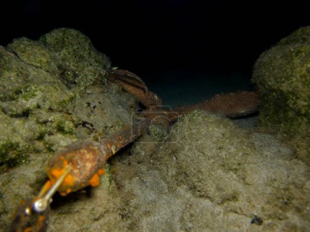Folding grapnel anchor stuck underwater