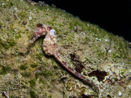 Photo for Mesmerising seahorse from Cyprus - Royalty Free Image