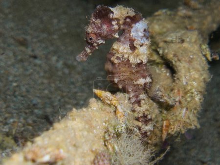 Mesmerising seahorse from Cyprus