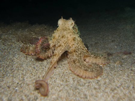Photo for Octopus extending one of its tentacles - Royalty Free Image