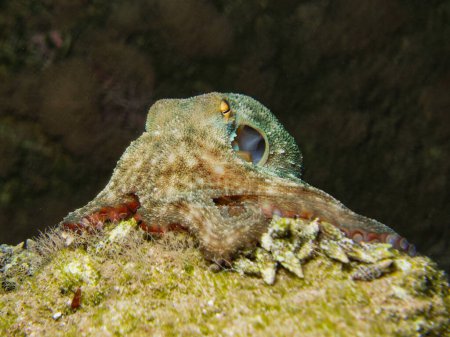 Photo for Octopus on top of the hill - Royalty Free Image