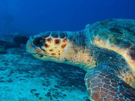 Photo for Close up of a turtle from Cyprus - Royalty Free Image