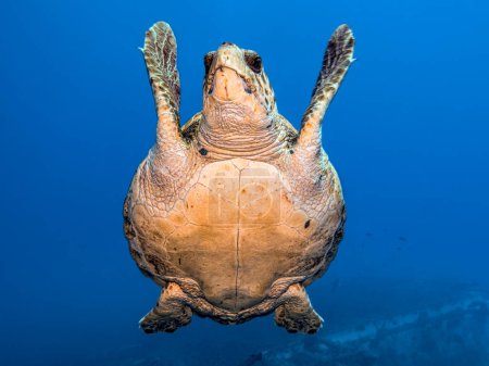 Photo for Happy turtle in the Mediterranean Sea - Royalty Free Image