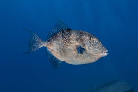 Grey triggerfish from Cyprus