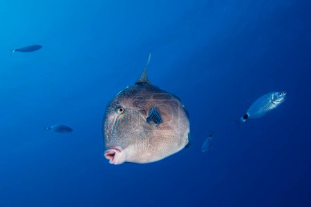 Photo for Grey triggerfish from Cyprus - Royalty Free Image