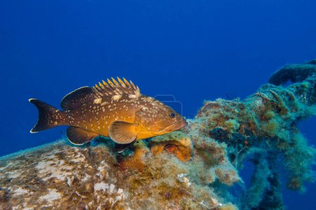 Dusky Mediterranean grouper from Zenobia wreck, Cyprus