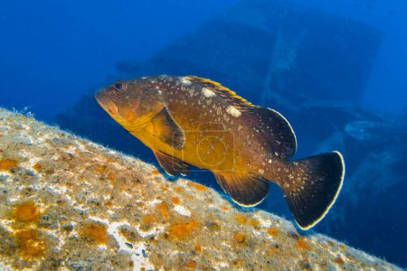 Photo for Dusky Mediterranean grouper from Zenobia wreck, Cyprus - Royalty Free Image