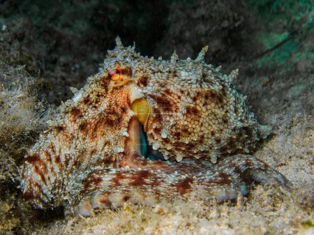 Octopus in camouflage mode