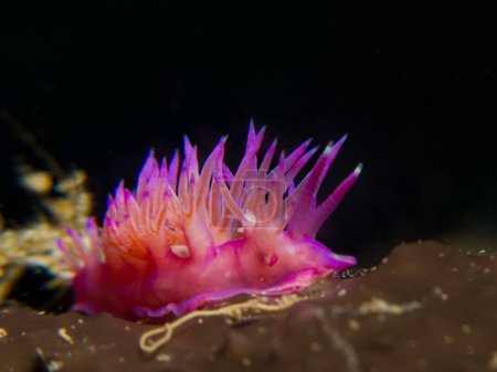 Nudibranch Flabellina affinis on a brown sea sponge