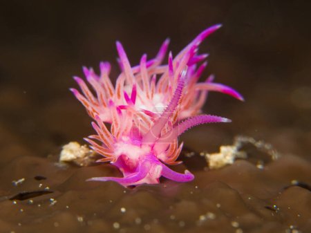 Nudibranch Flabellina affinis on a brown sea sponge