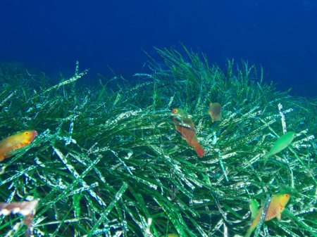 Téléchargez les photos : Perroquet méditerranéen se cachant dans les herbiers marins - en image libre de droit