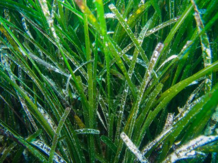 Photo for Seagrass from Cyprus, Mediterranean Sea - Royalty Free Image