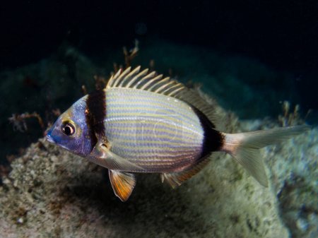 Two-banded sea bream at night