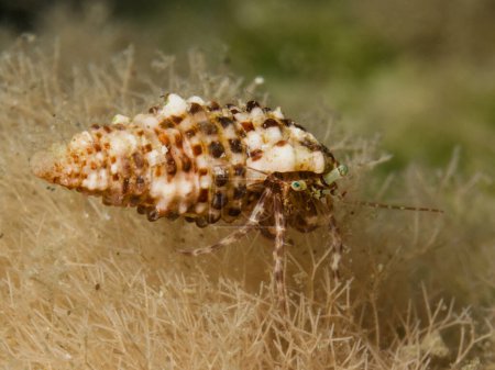 Téléchargez les photos : Striped hermit crab from Cyprus - en image libre de droit