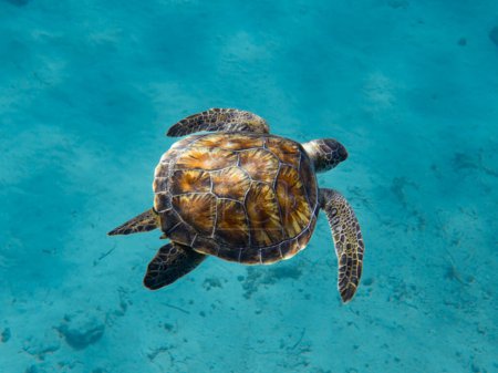 Green sea turtle cruising the Mediterranean 