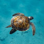 Green sea turtle cruising the Mediterranean 