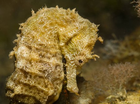 Photo for Yellow seahorse from Cyprus - Royalty Free Image