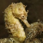 Yellow seahorse from Cyprus 