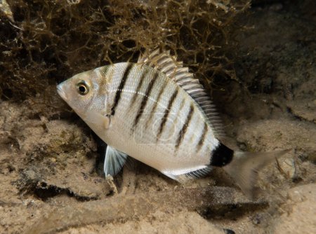 Photo for White sea bream from Cyprus - Royalty Free Image
