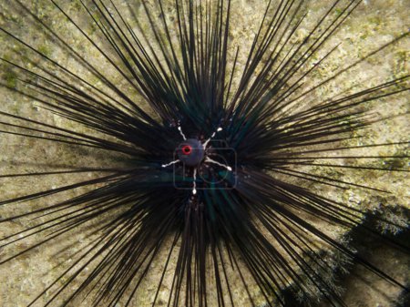 Photo for Sea urchin Diadema setosum from Cyprus - Royalty Free Image