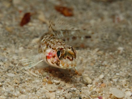 Young black goby from Cyprus