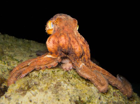 Photo for Octopus hunting at night in the sea of Cyprus - Royalty Free Image