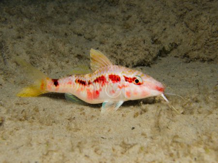 Photo for Deformed goat fish from Cyprus - Royalty Free Image