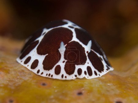 Photo for Dotted sea slug from Santorini island - Royalty Free Image