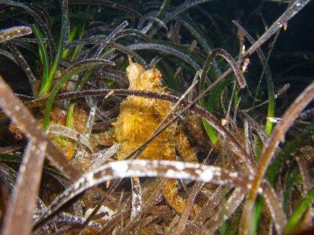 Photo for Octopus vulgaris hiding in seagrass - Royalty Free Image