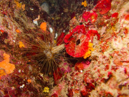Photo for Sea anemone among sea sponges - Royalty Free Image