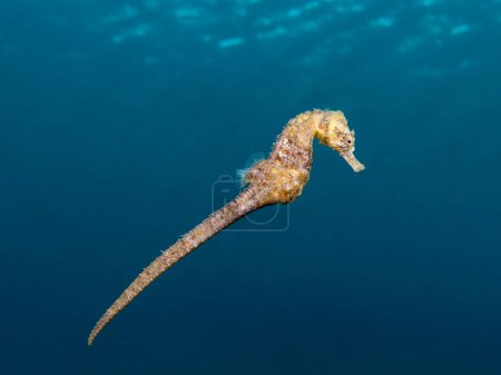 Golden seahorse cruising in the Mediterranean
