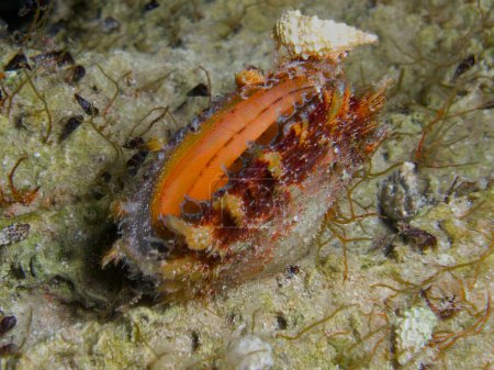 Téléchargez les photos : Huître perlière de l'Atlantique de l'île de Chypre - en image libre de droit