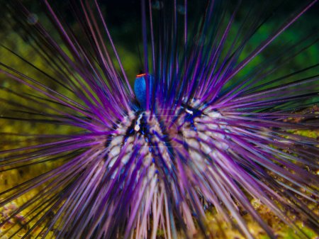 Psychedelic sea urchin at night