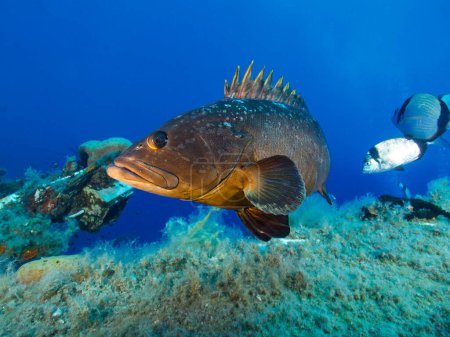 Photo for Impressive grouper fish from the Mediterranean Sea - Royalty Free Image