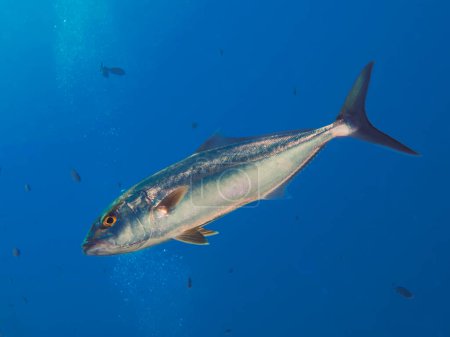 Greater amberjack from the Mediterranean Sea