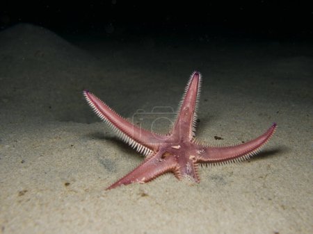 Estrella de mar que emerge del fondo del mar arenoso