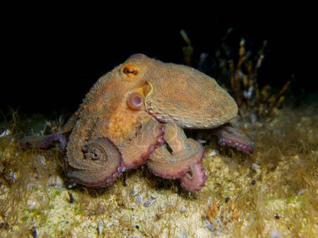 Amazingly intelligent octopus from the Mediterranean Sea
