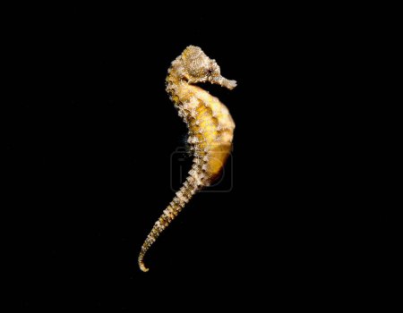 Photo for Golden sea horse in mid-water - Royalty Free Image