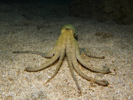 Photo for Amazingly intelligent octopus from the Mediterranean Sea - Royalty Free Image